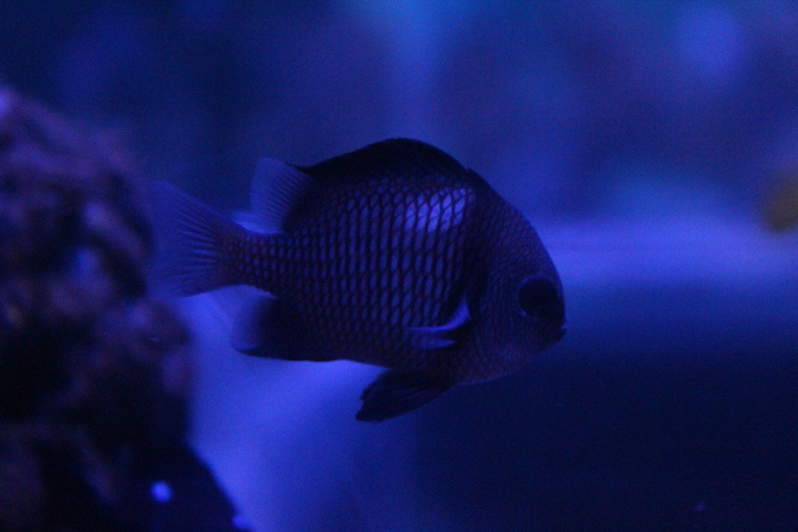 Reticulate dascyllus (Dascyllus reticulatus)