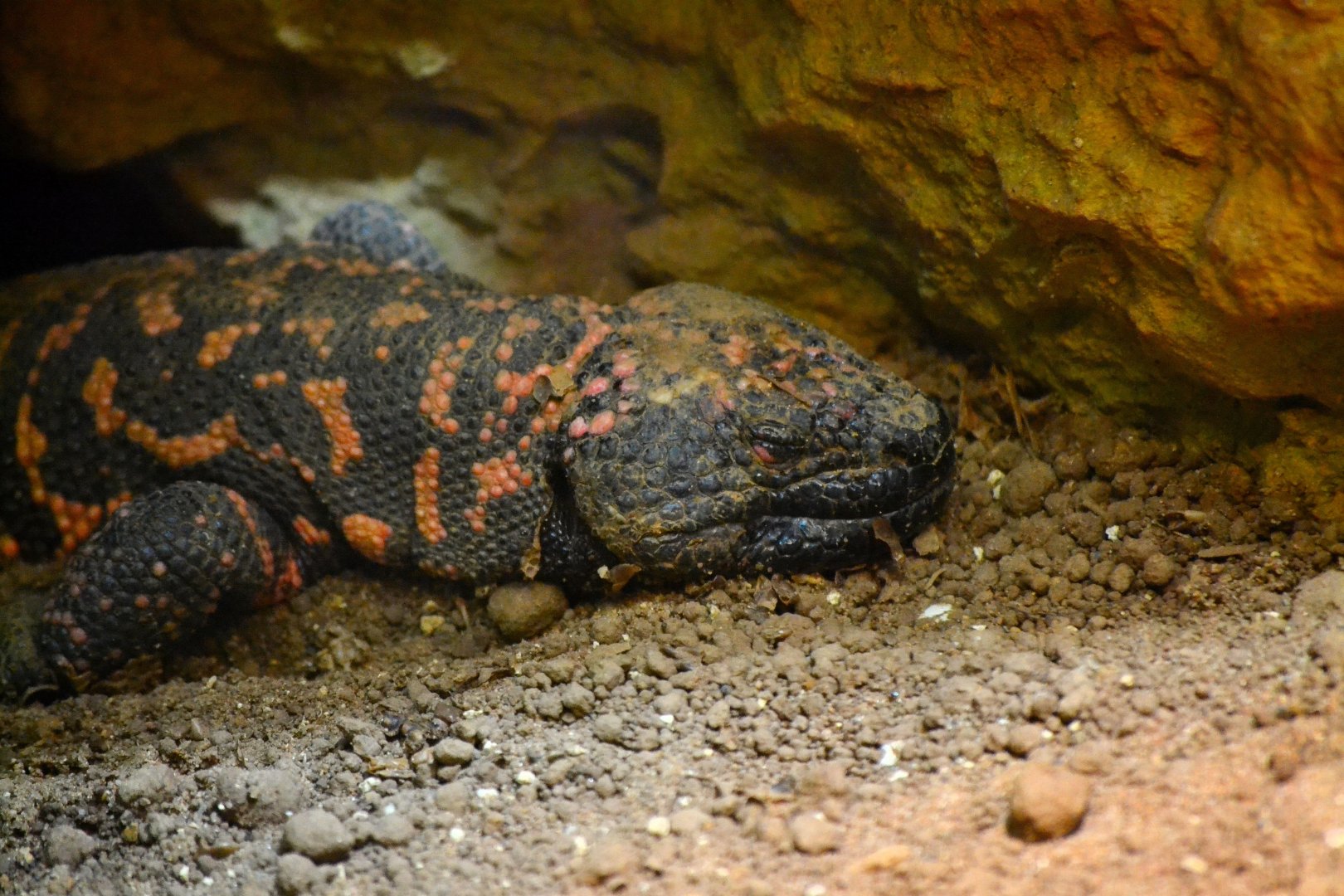 Reticulate Gila Monster - December 2015