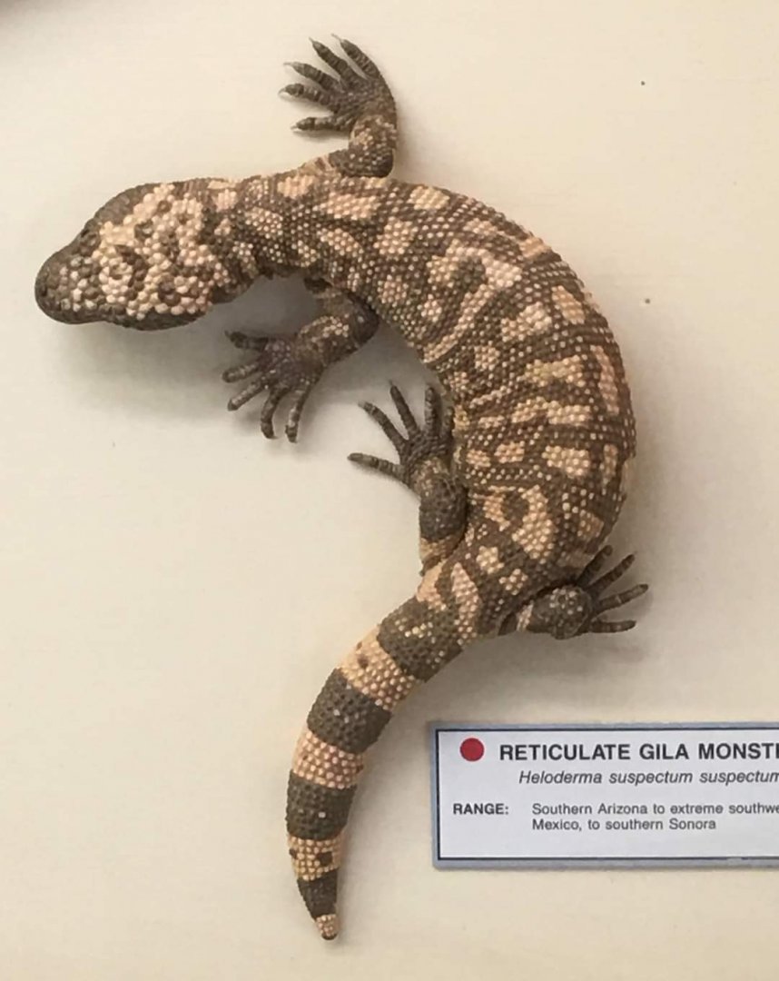 Reticulate gila monster (Heloderma suspectum suspectum)