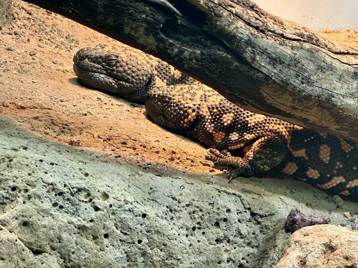 Reticulate gila monster (Heloderma suspectum)