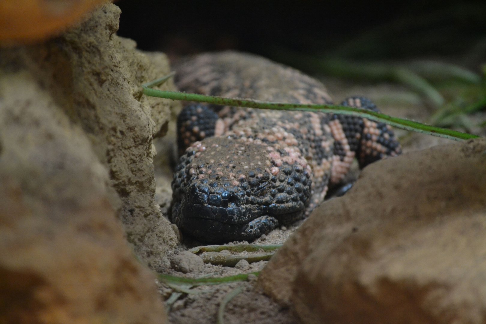 Reticulate Gila Monster - September 2016