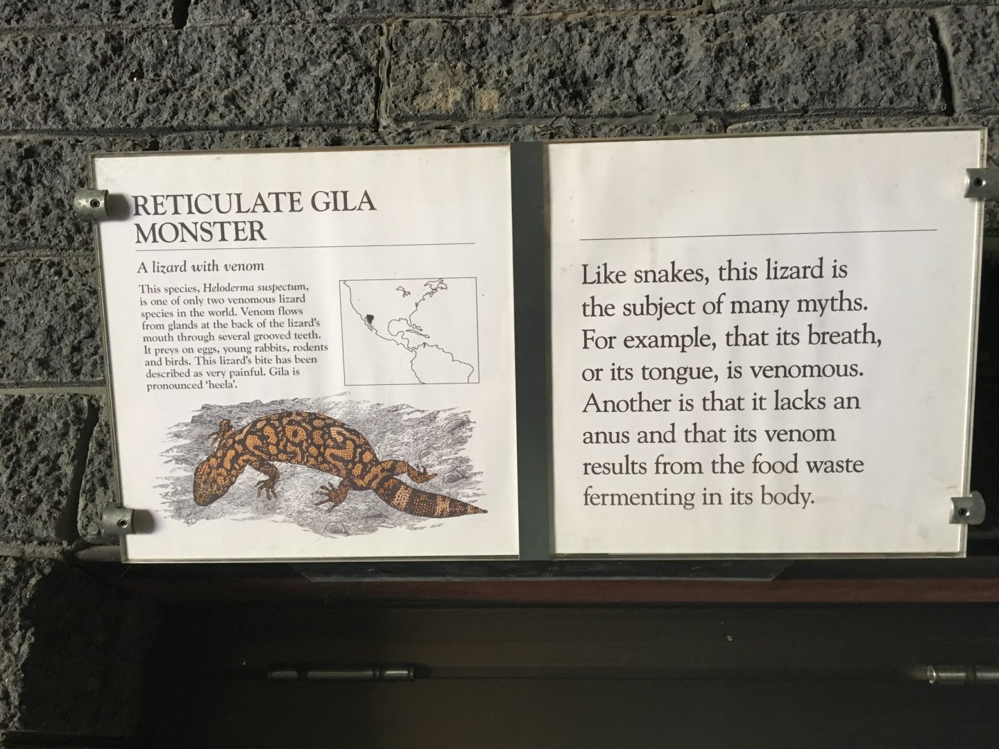 Reticulate Gila Monster