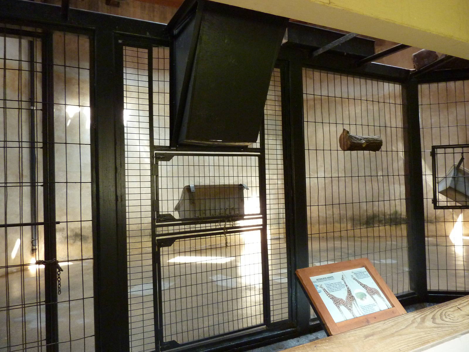 Reticulate Giraffe - Indoor Area