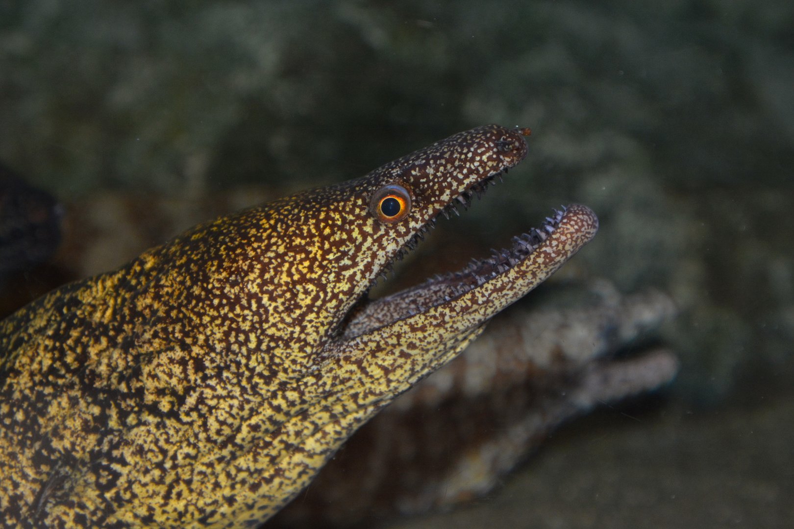 Reticulate hookjaw moray (Enchelycore lichenosa)