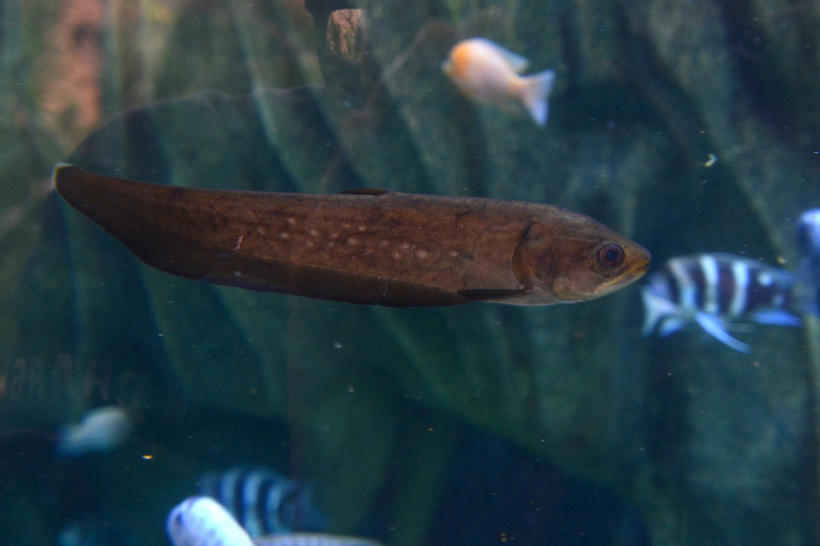 Reticulate knifefish (Papyrocranus afer)