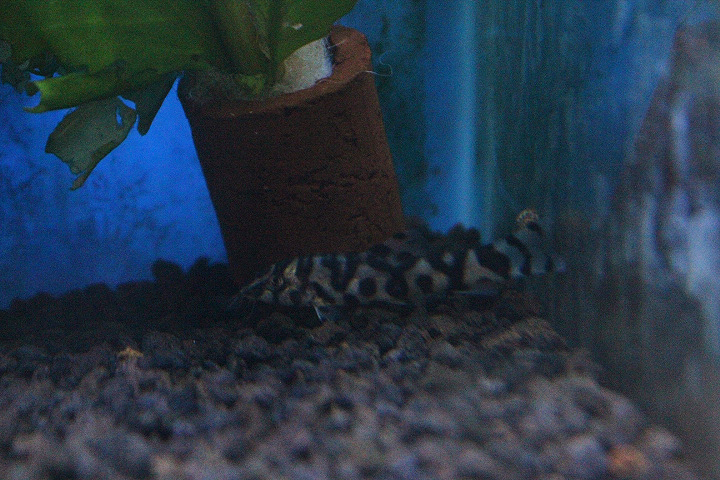 Reticulate loach (Botia lohachata)
