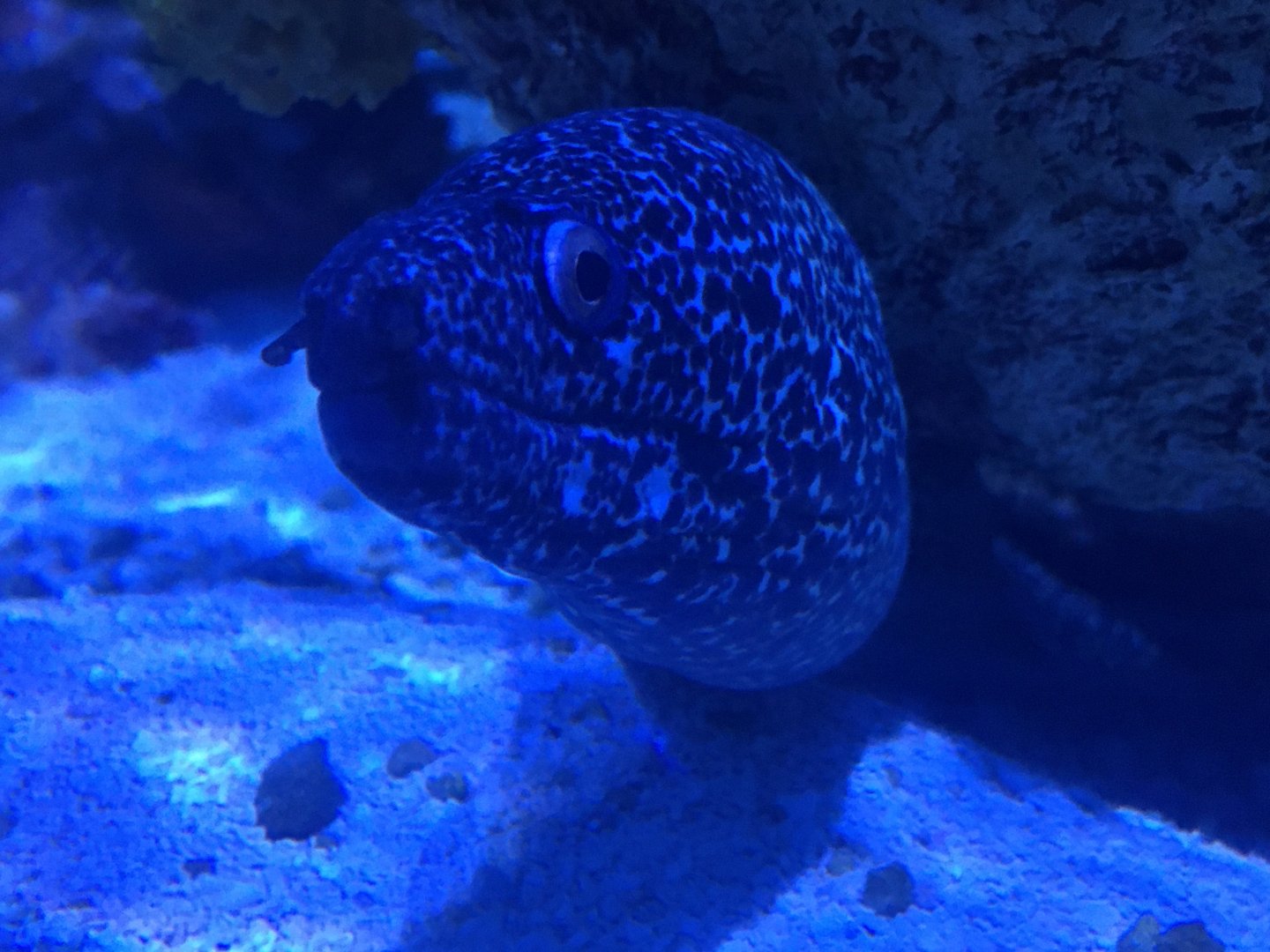 Reticulate Moray (Muraena retifera)