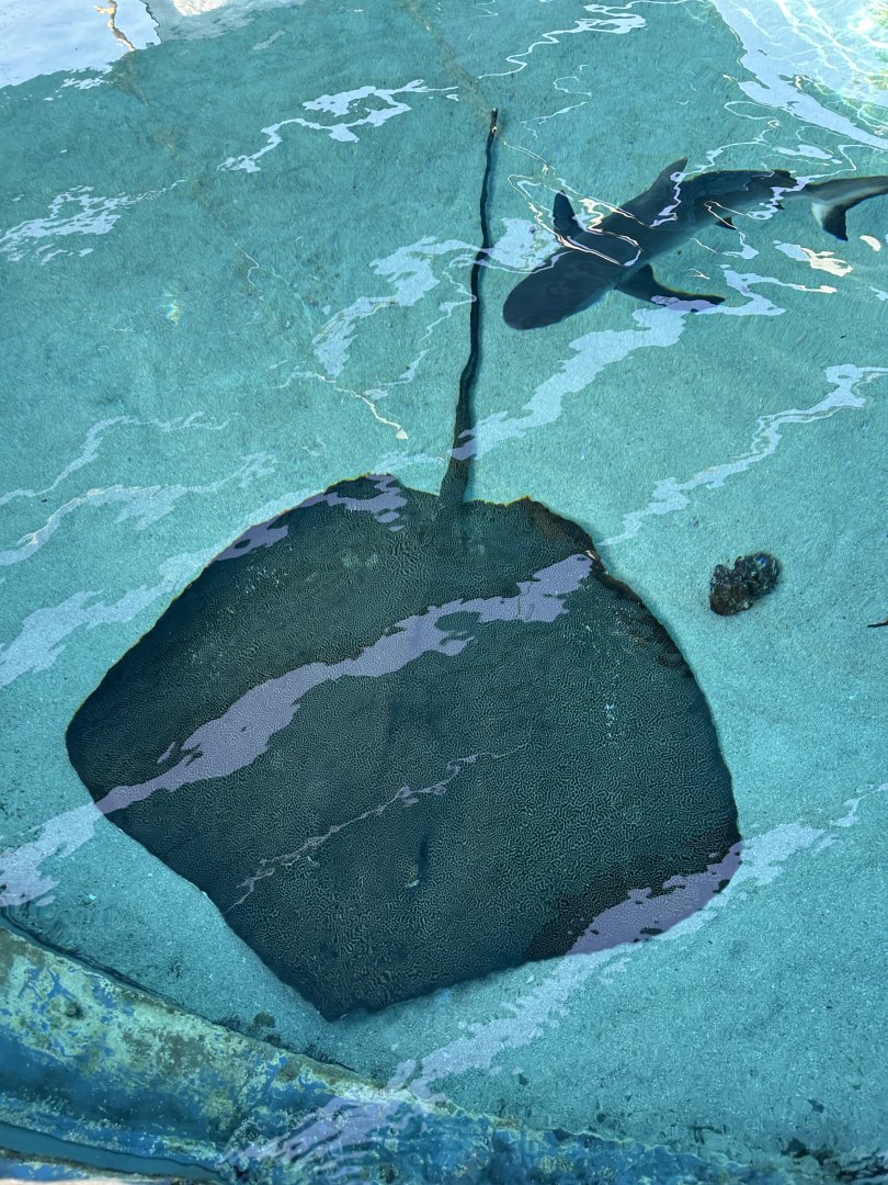 Reticulate whipray (H. uarnak) and gray reef shark (C. amblyrhrynchos) at Shark Lagoon