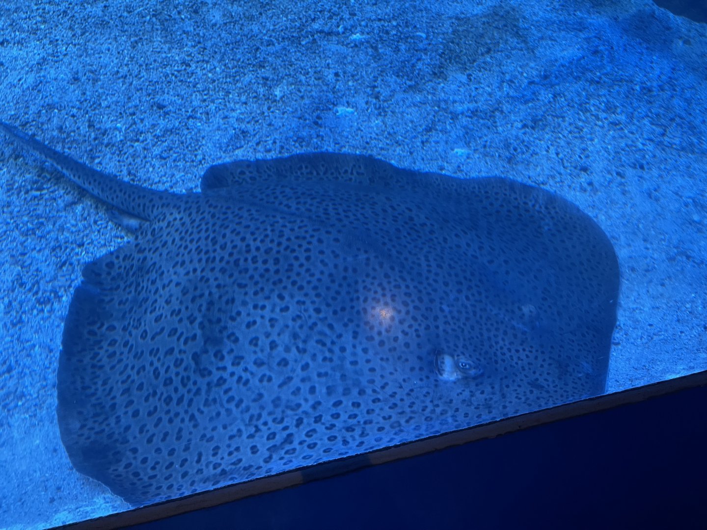 reticulate whipray (himantura uarnak)