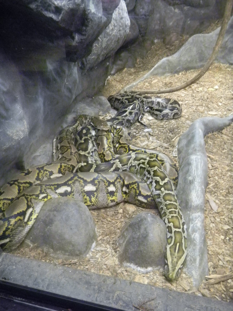 Reticulated and Burmese Pythons - Cairns Tropical Zoo 2011
