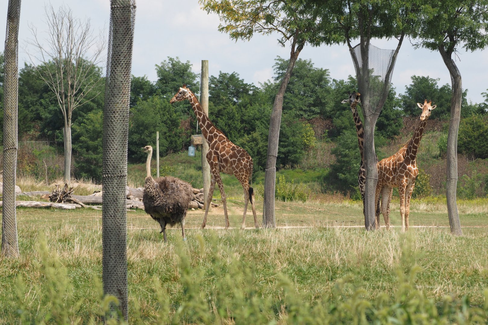Reticulated and Maasai giraffes and common ostrich
