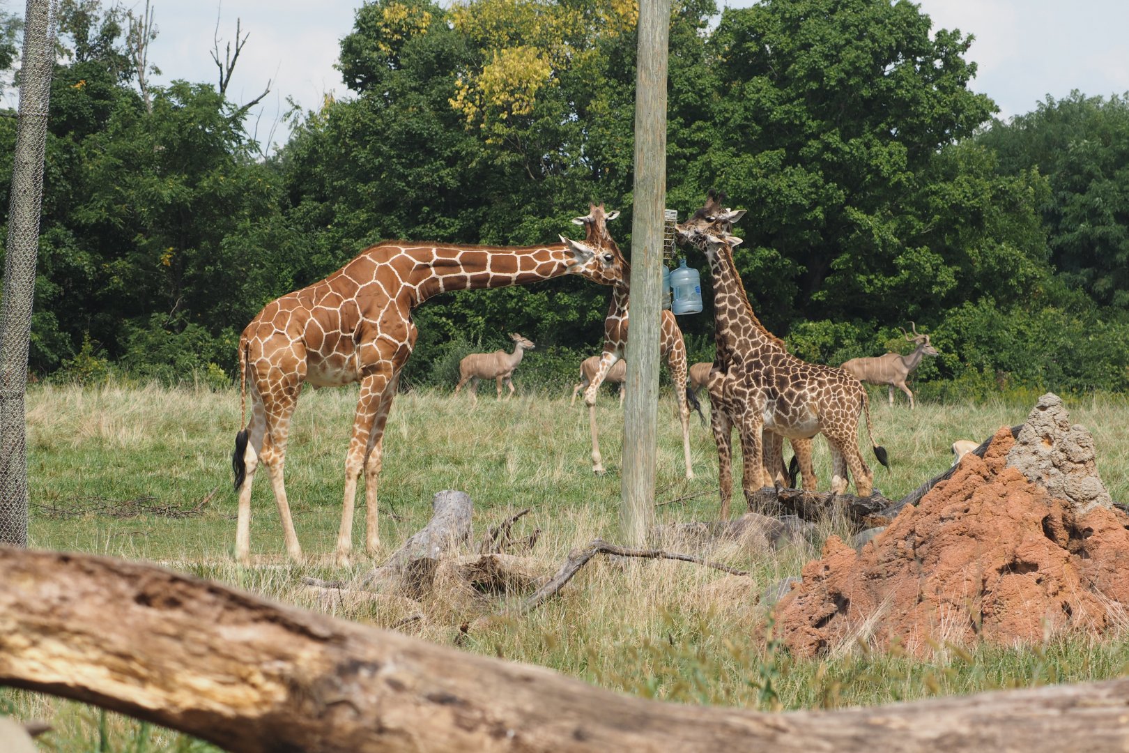 Reticulated and Maasai giraffes and greater kudu