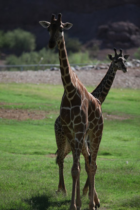 reticulated and masai giraffe