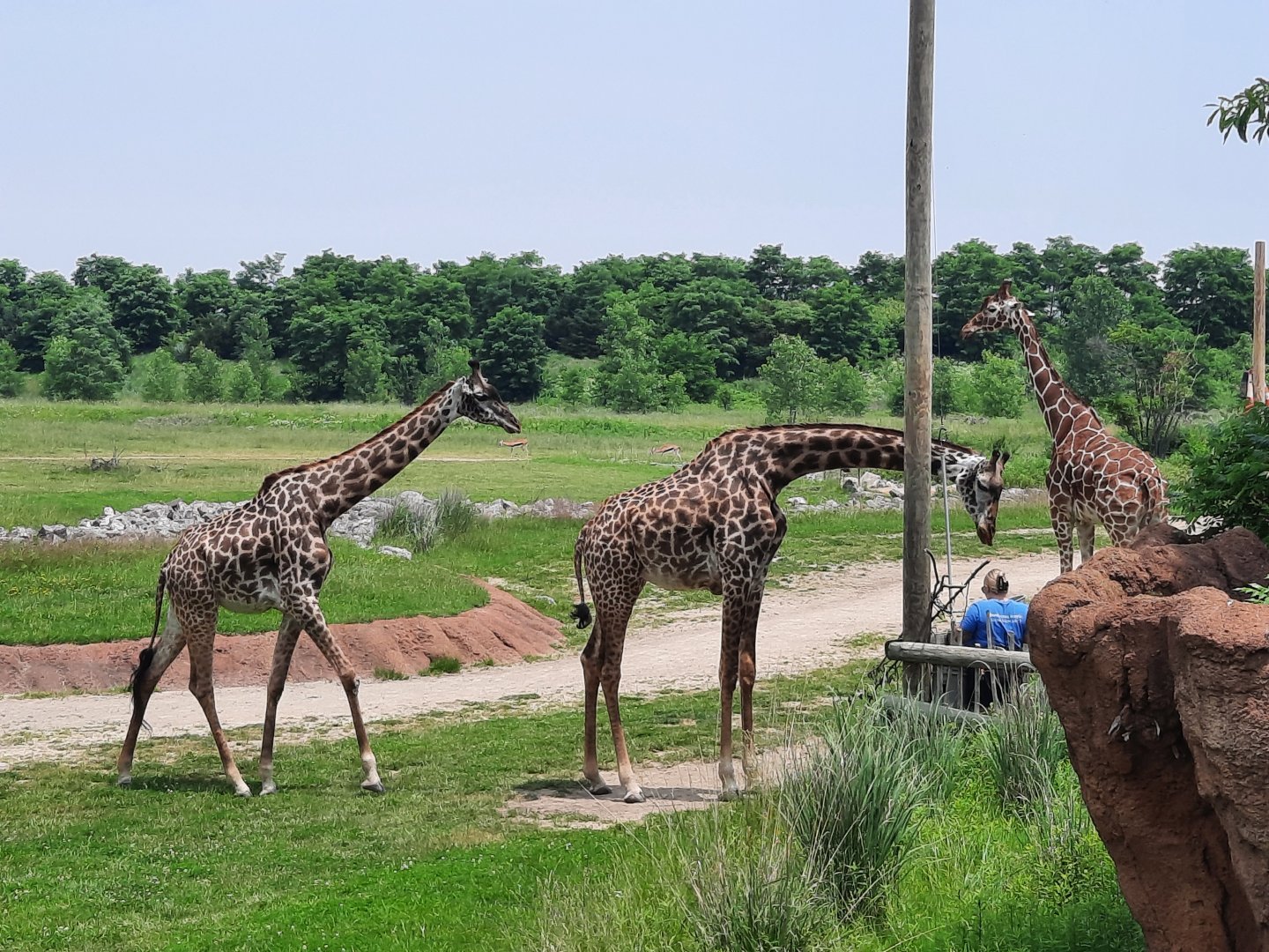 Reticulated and Masai Giraffe