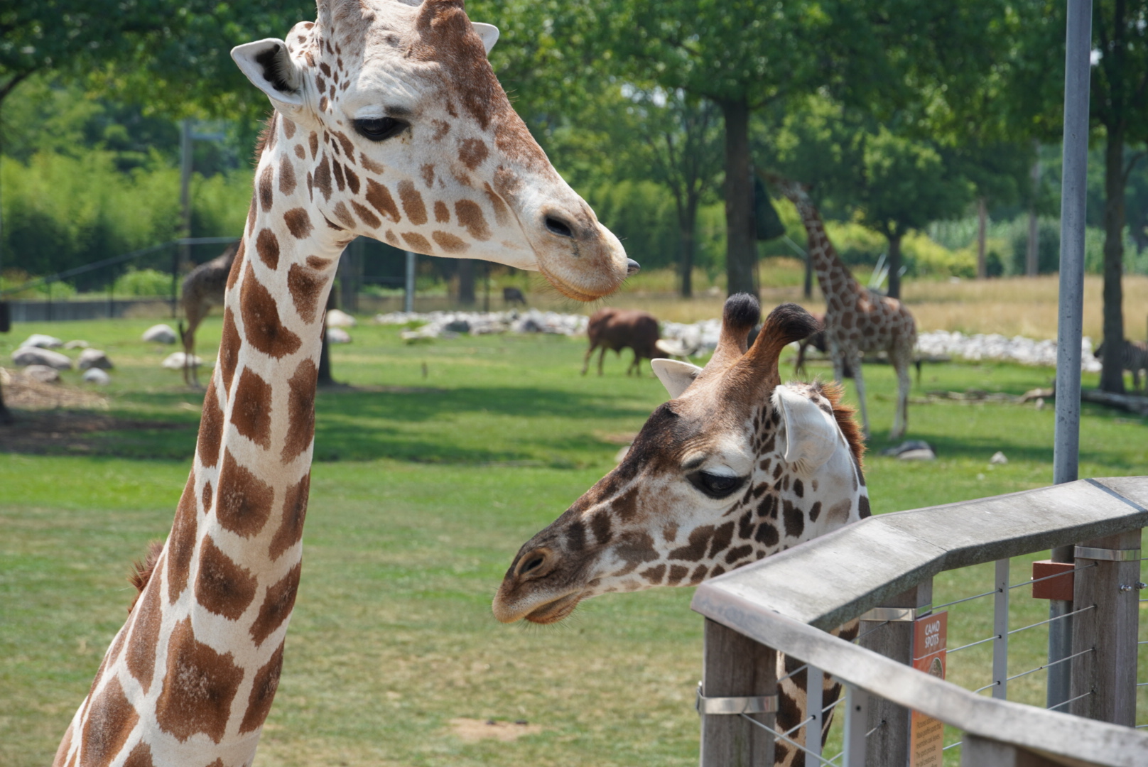 Reticulated and Masai-Reticulated Hybrid, “Franklin”