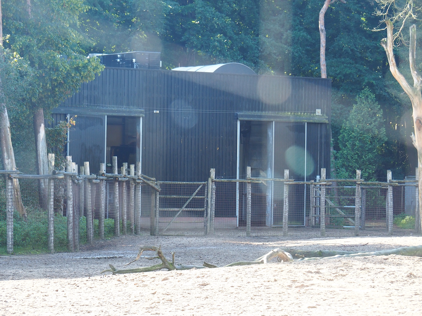 Reticulated and Rothschild's giraffe barn, 2023-09-24