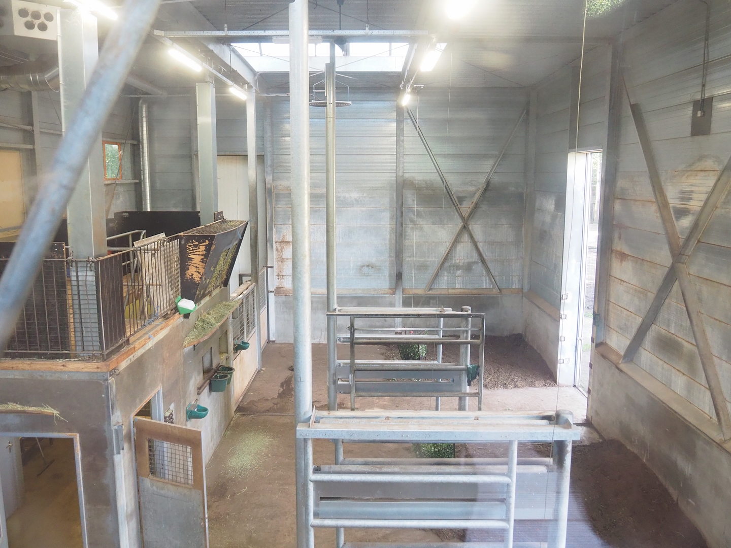 Reticulated and Rothschild's giraffe barn, 2023-09-24