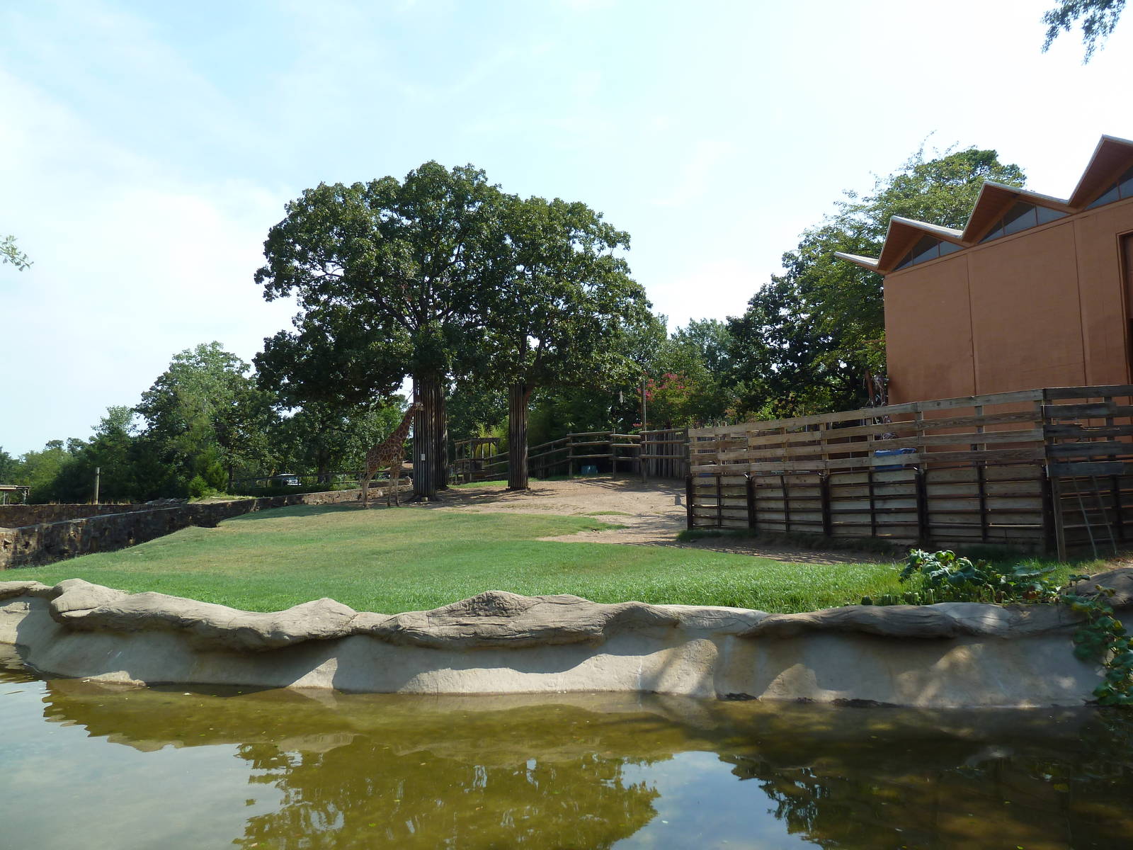 Reticulated + Baringo Giraffe Exhibit