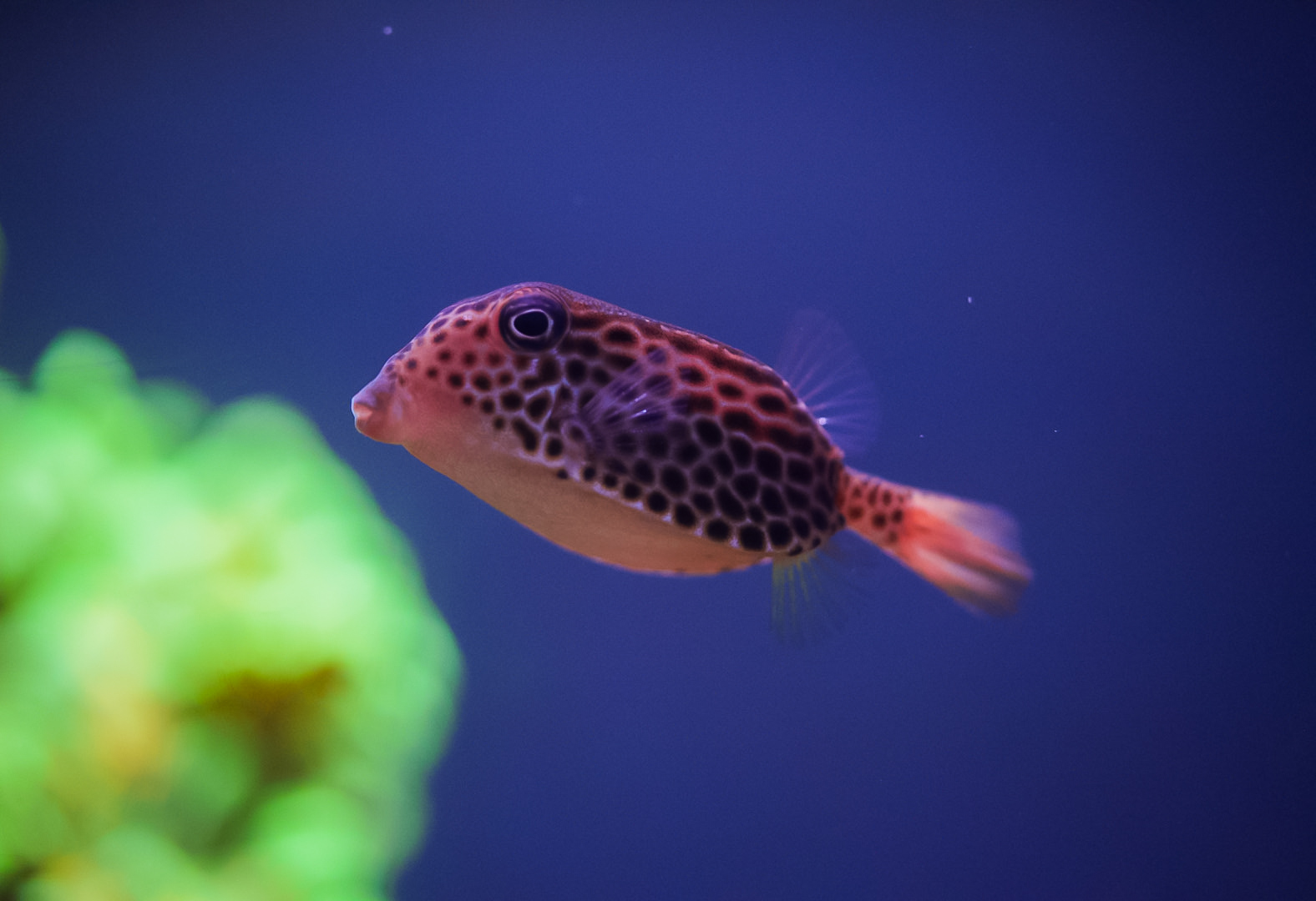 Reticulated Boxfish