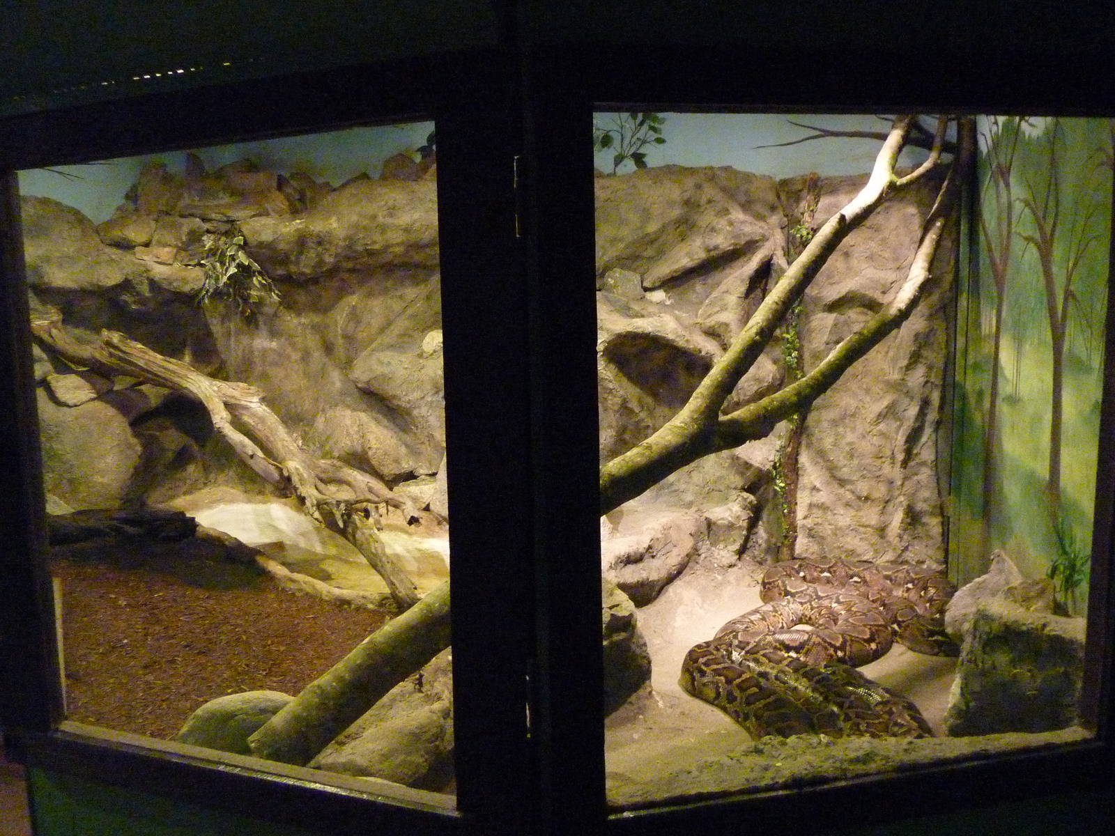 Reticulated + Burmese Python Exhibit