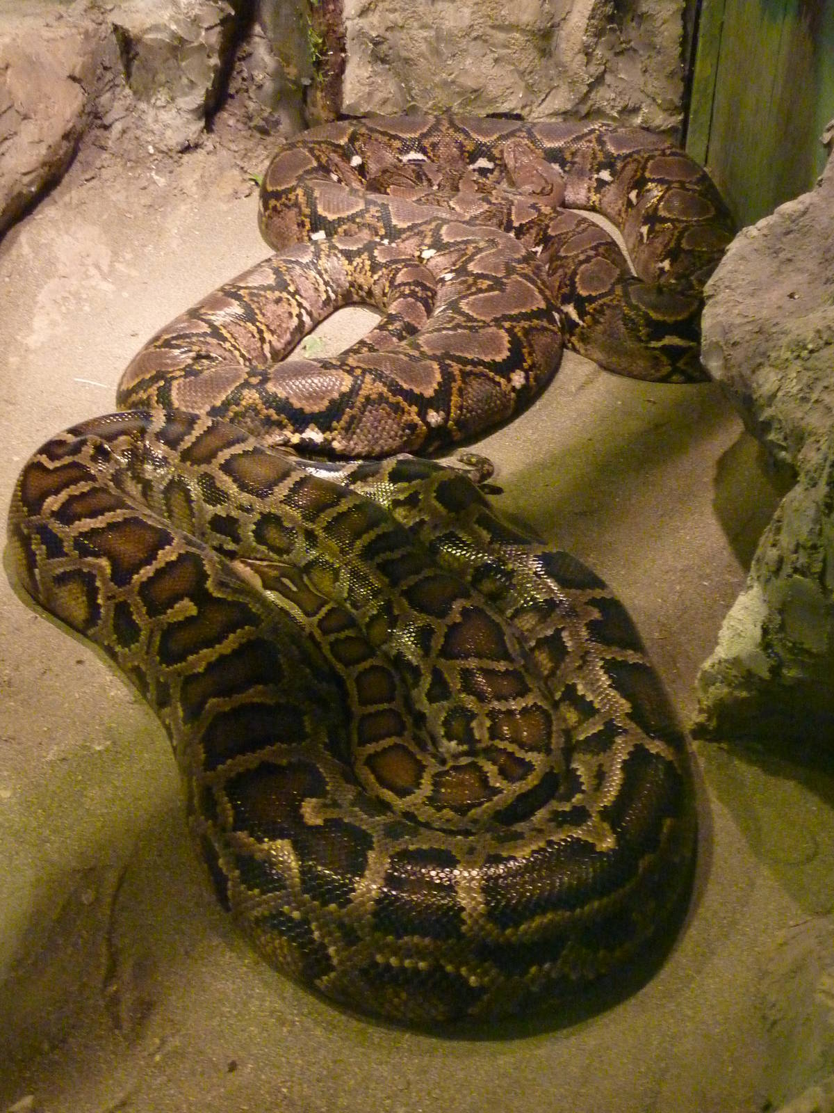 Reticulated + Burmese Pythons