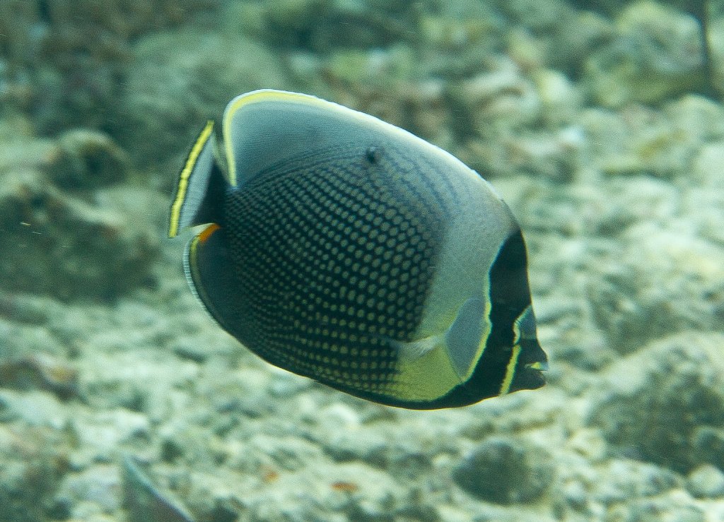Reticulated Butterflyfish (Chaetodon reticulatus)