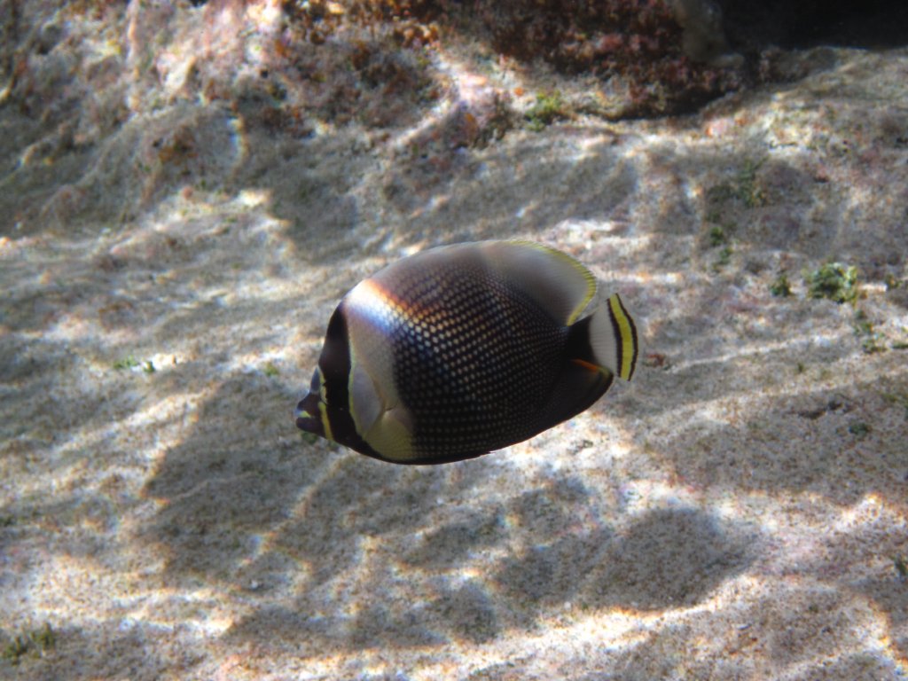 Reticulated Butterflyfish