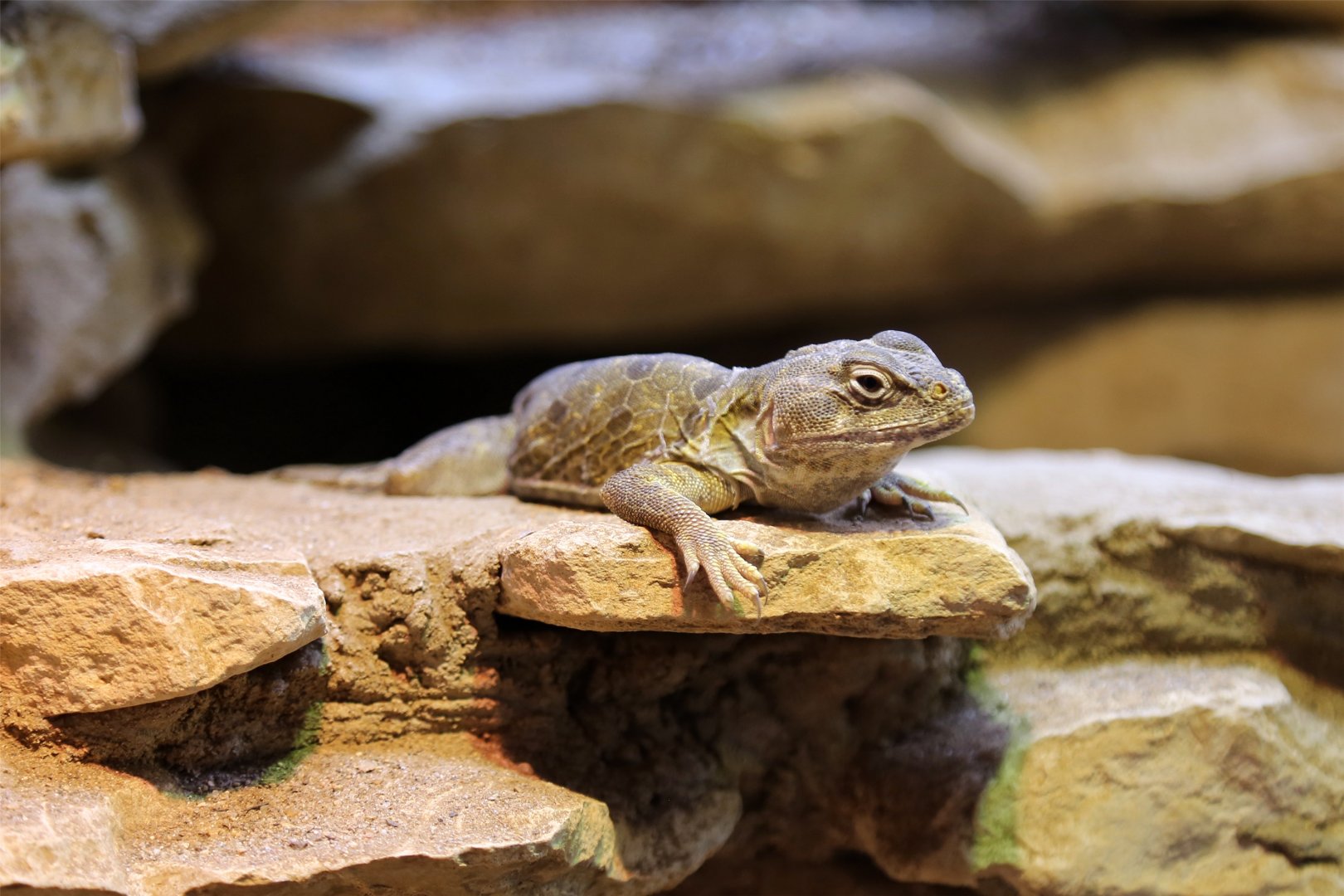 Reticulated Collared Lizard (Crotaphytus reticulatus)