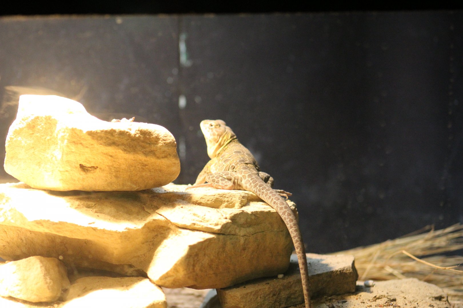 Reticulated Collared Lizard