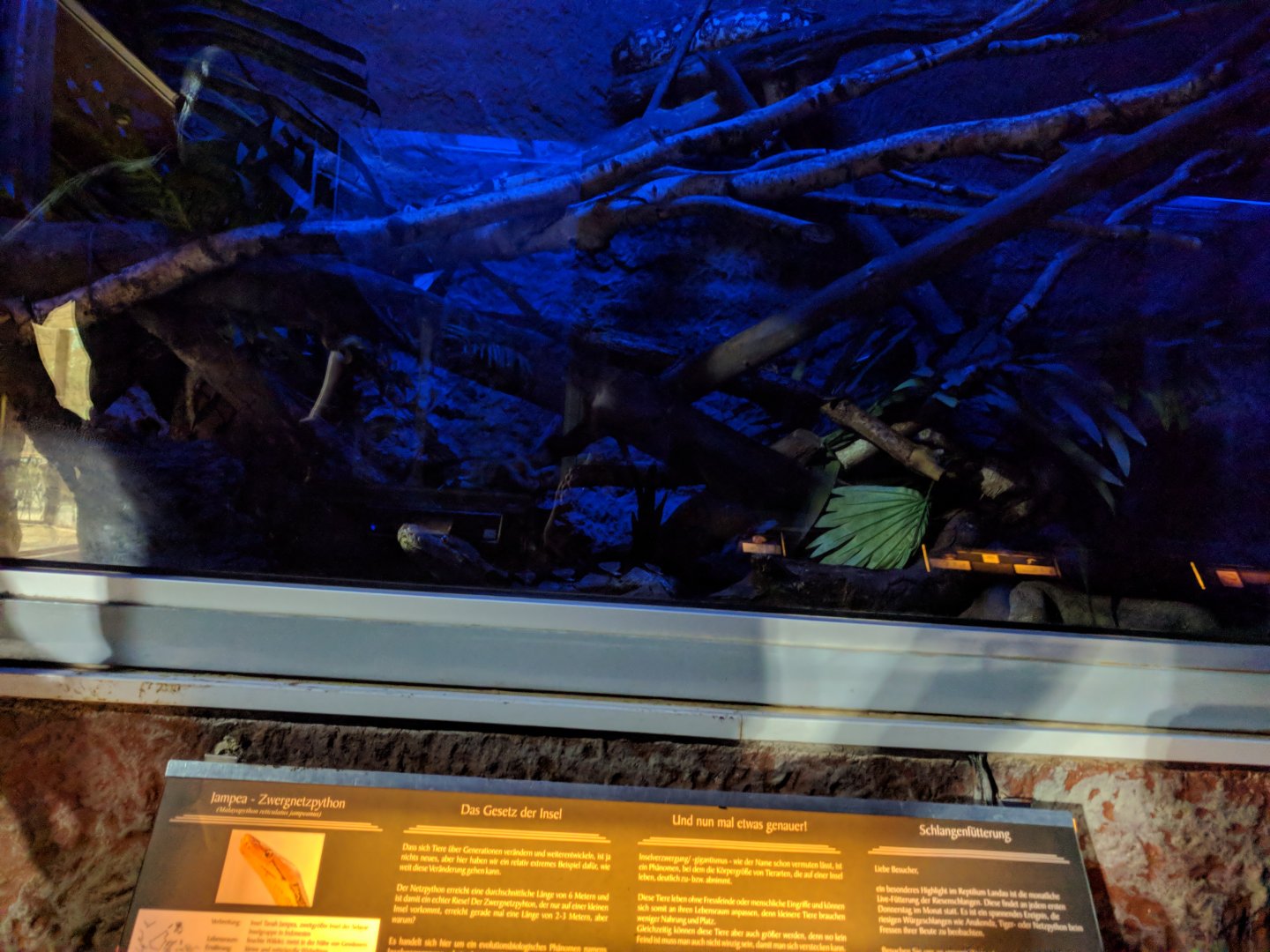 Reticulated Dwarf Python Enclosure