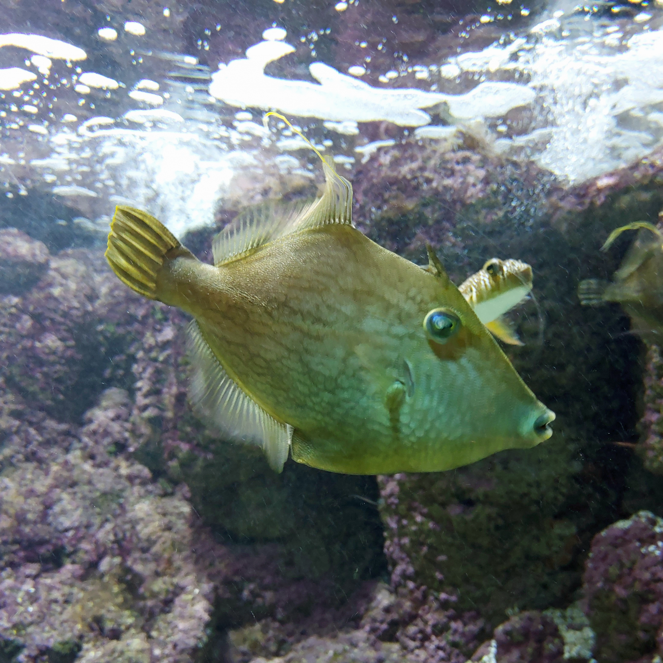 Reticulated filefish (Stephanolepis diaspros)