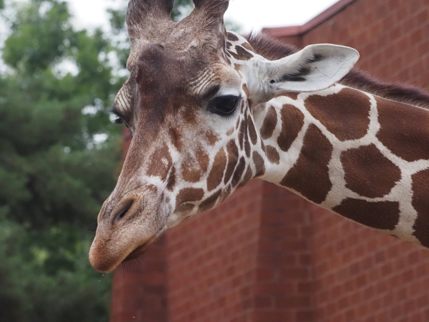 Reticulated/Generic Giraffe 1