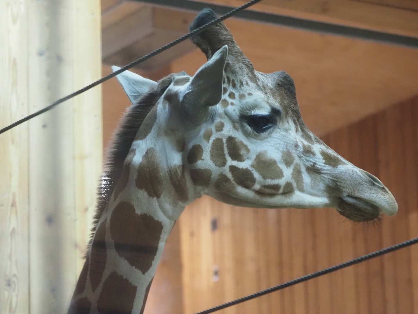 Reticulated/generic giraffe 2