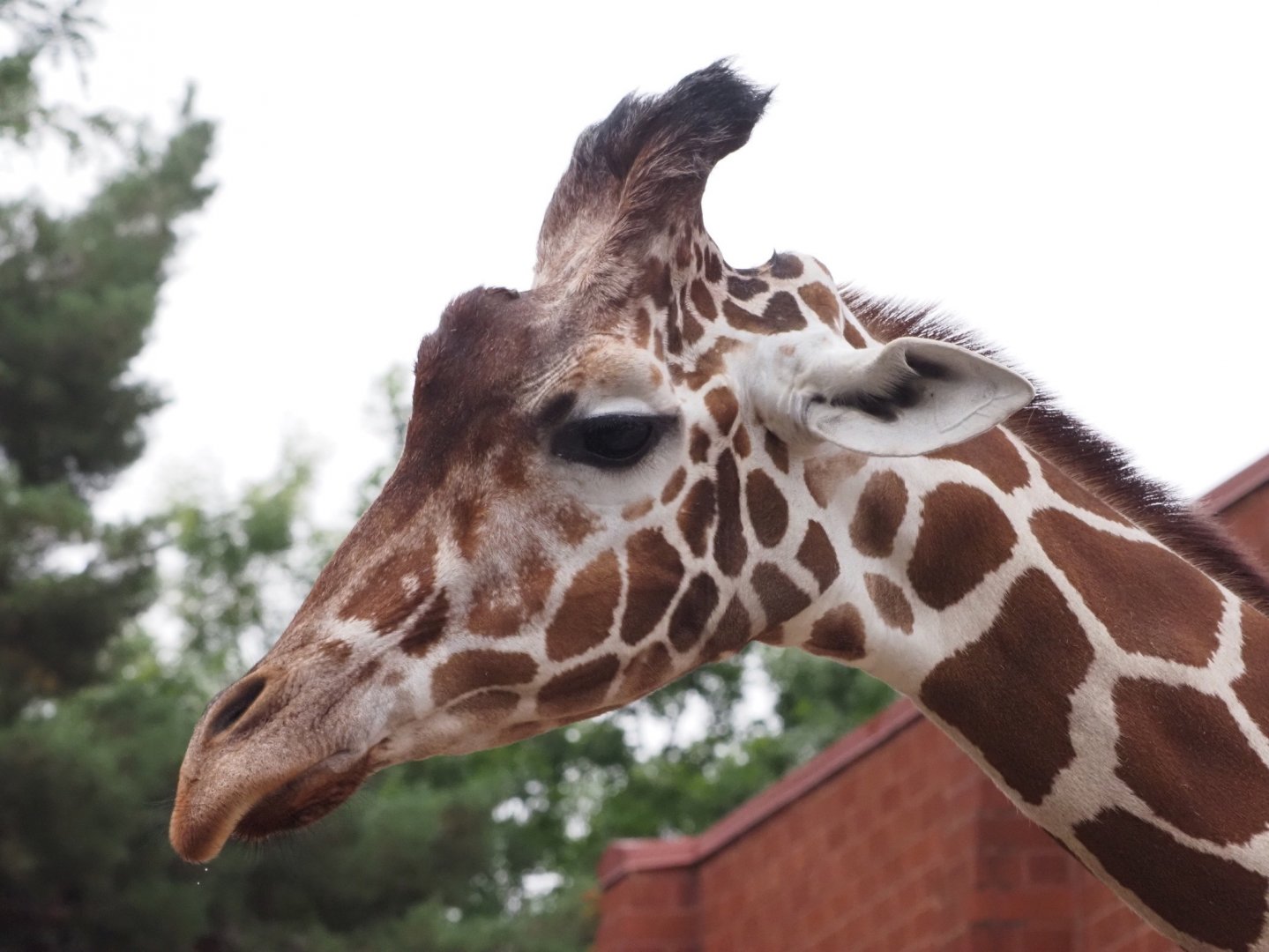 Reticulated/Generic Giraffe 2