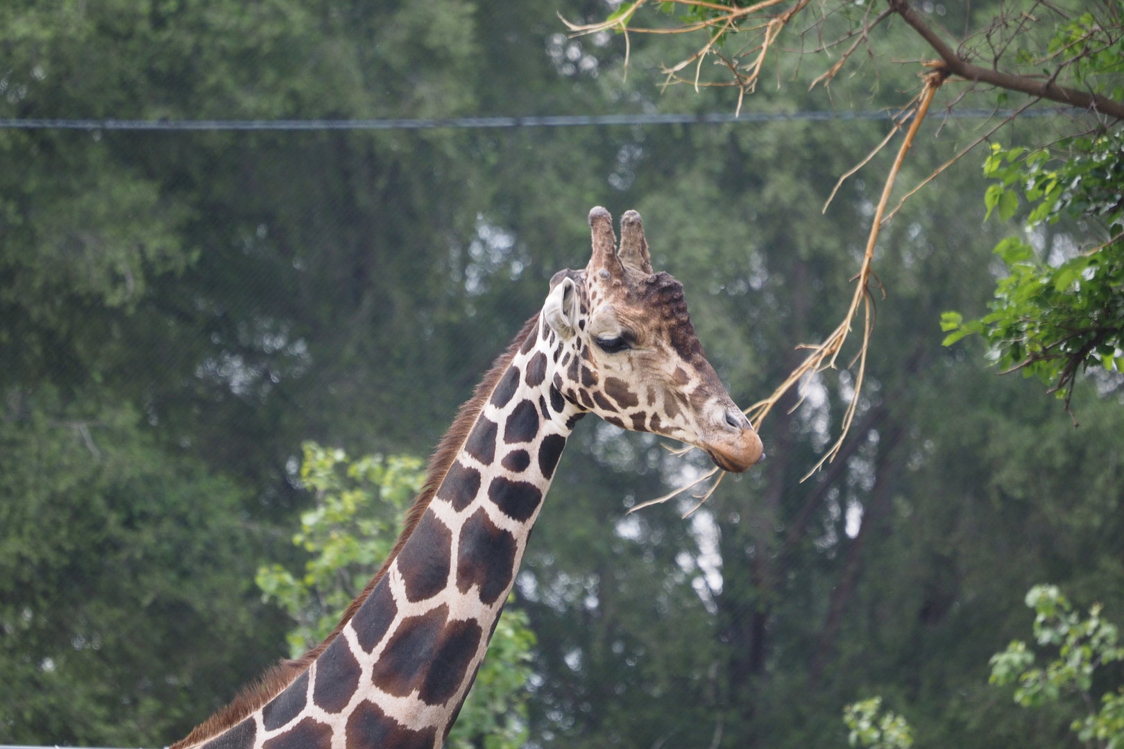 Reticulated/Generic Giraffe