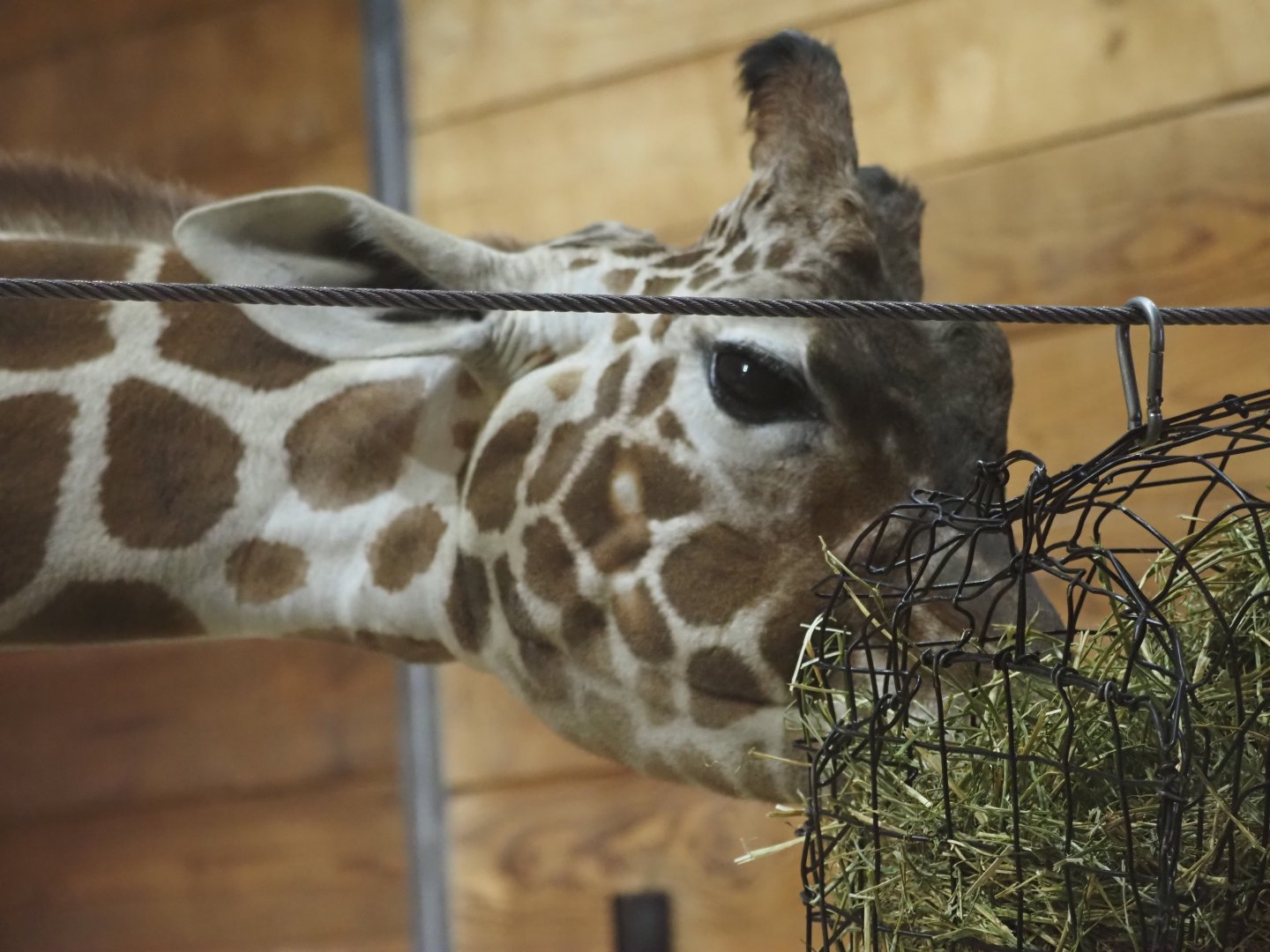 Reticulated/Generic Giraffe