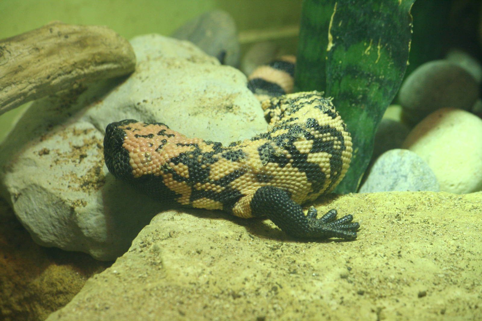 Reticulated gila monster youngster