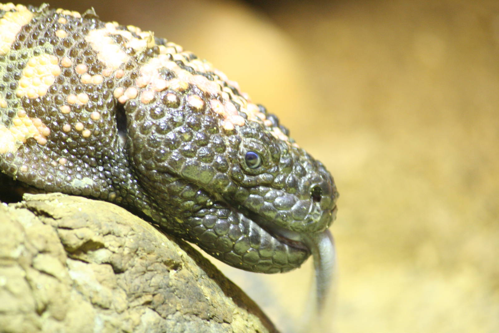 Reticulated gila monster