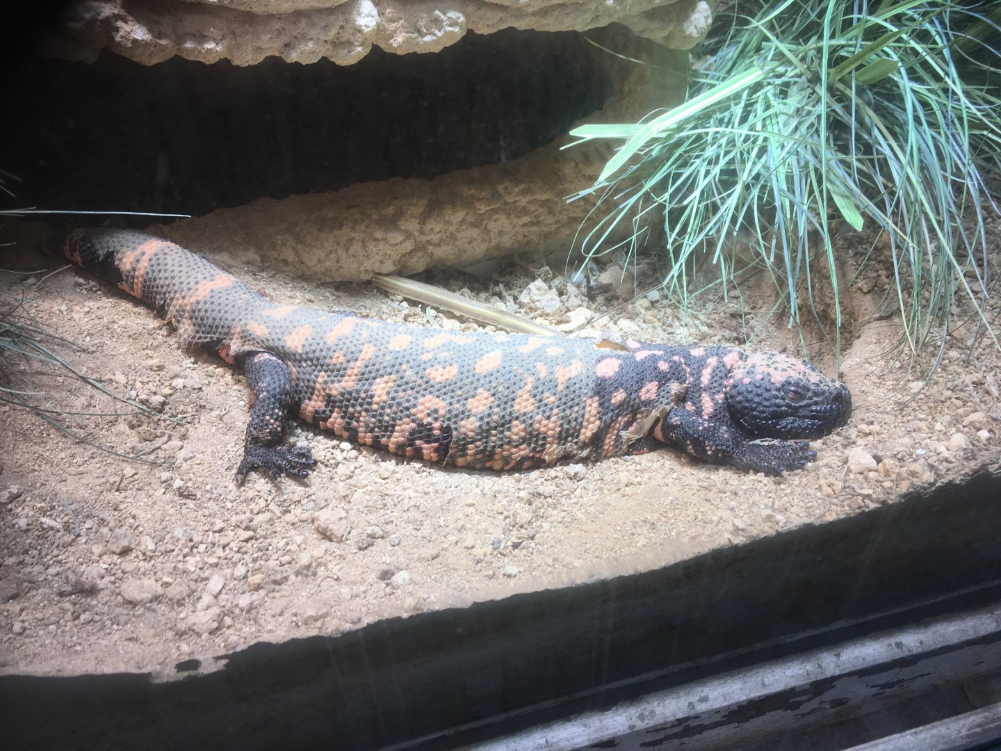 Reticulated Gila monster