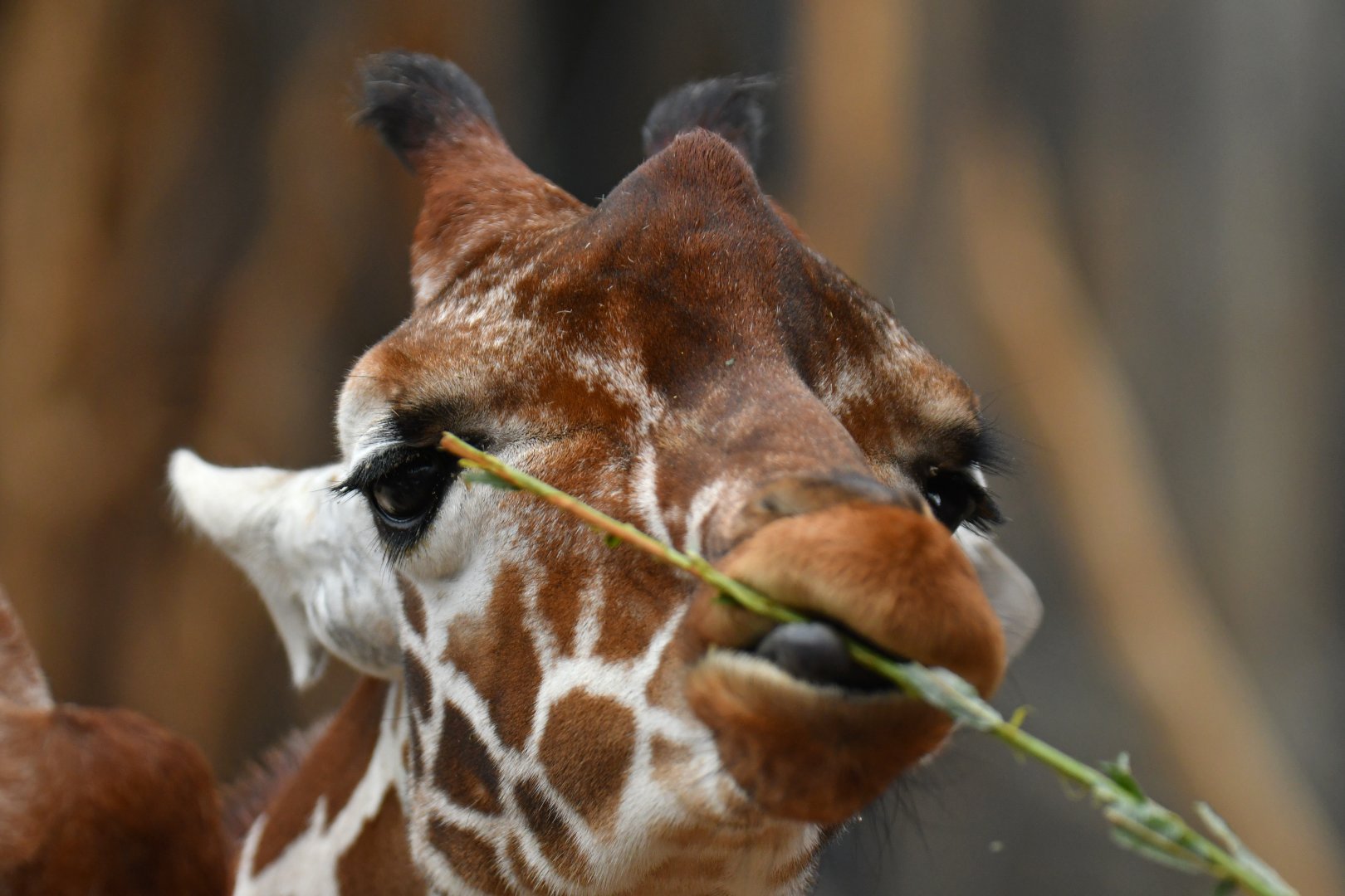 Reticulated girafe (Giraffa (cameleopardis) reticulata)