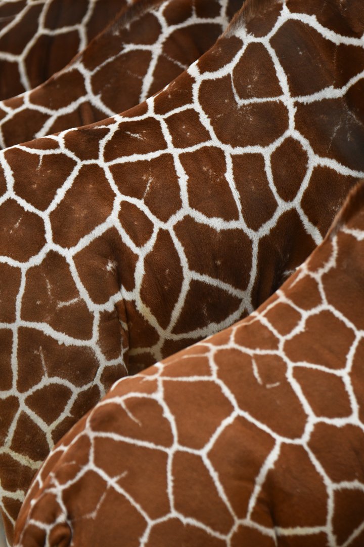 Reticulated girafe (Giraffa (cameleopardis) reticulata)