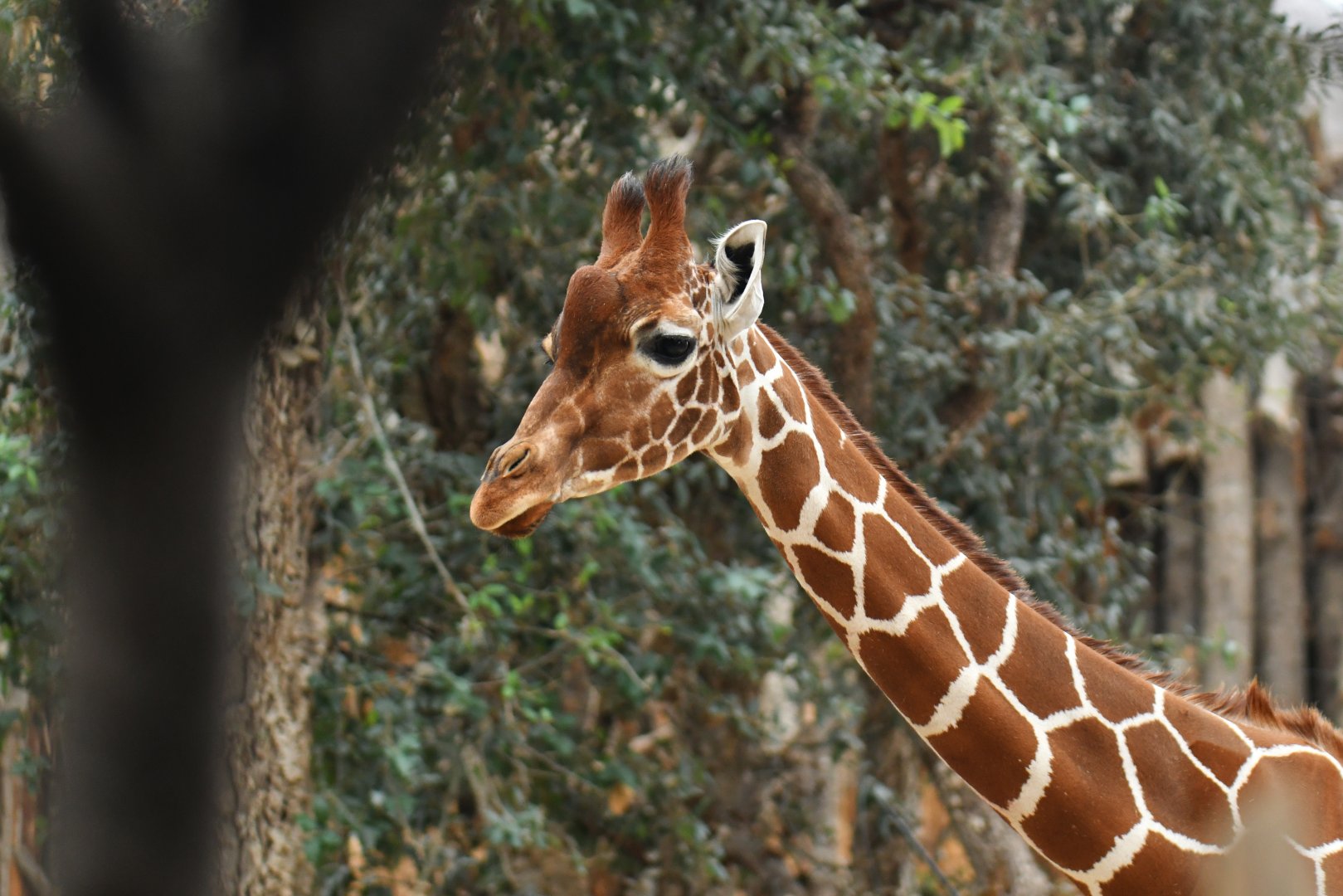Reticulated girafe (Giraffa (cameleopardis) reticulata)