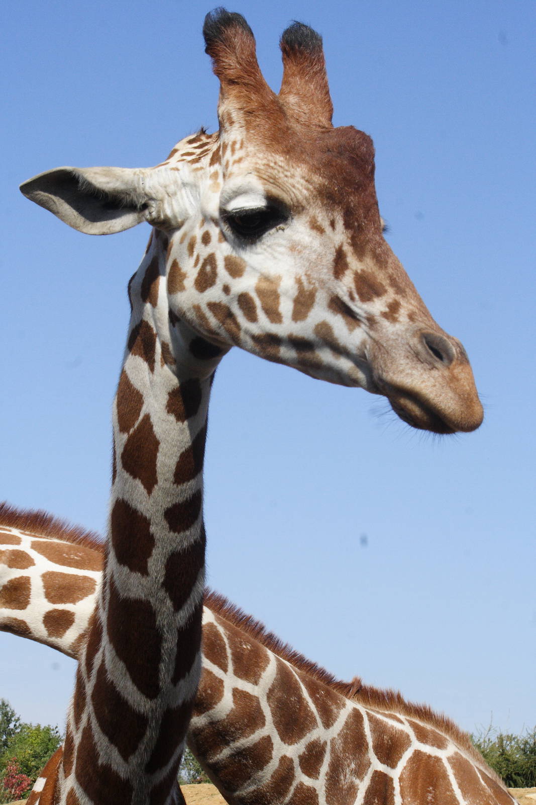 Reticulated giraffe 01/10/2011