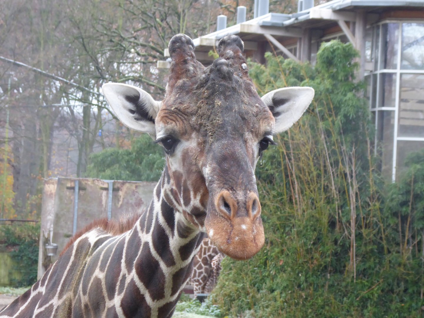 Reticulated giraffe 011219