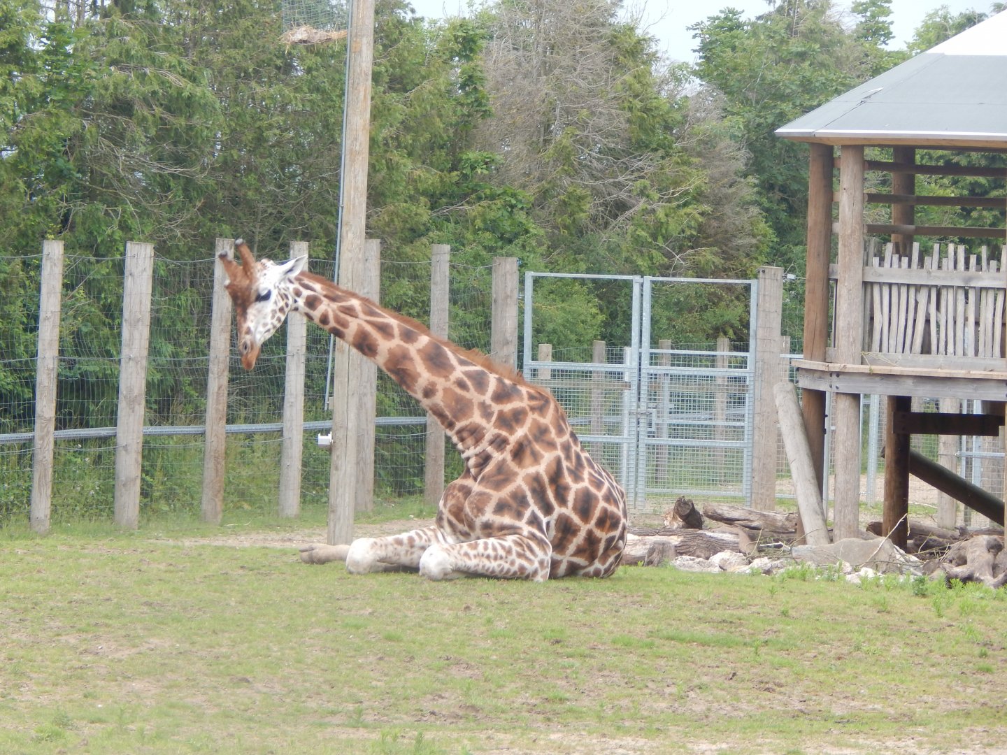 Reticulated giraffe 020721