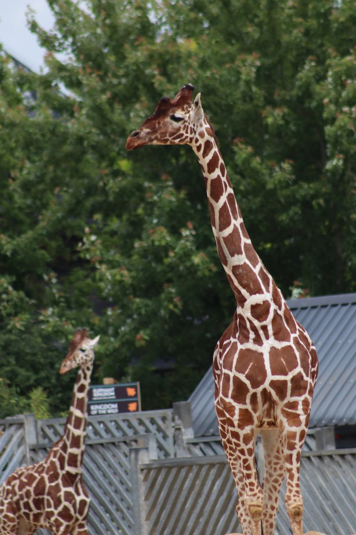 Reticulated giraffe - 1 July 2021