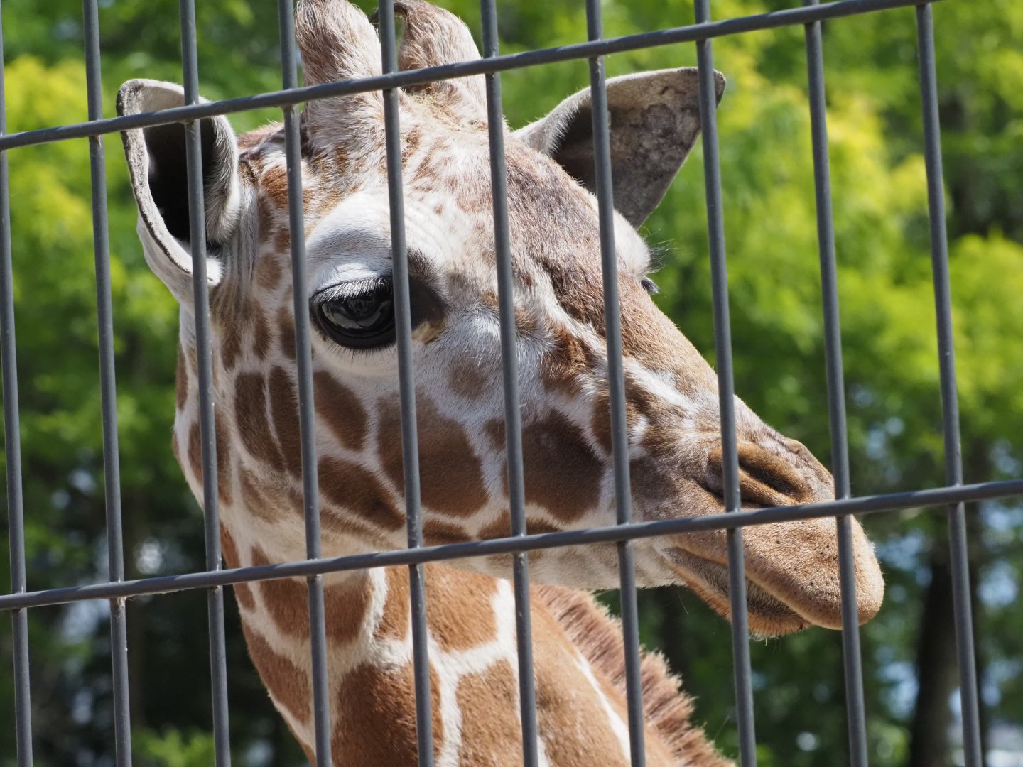 Reticulated Giraffe 1