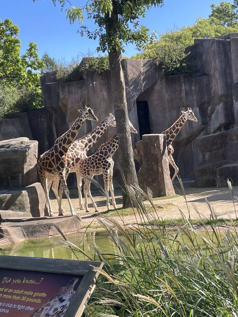 Reticulated Giraffe (10/7/23)