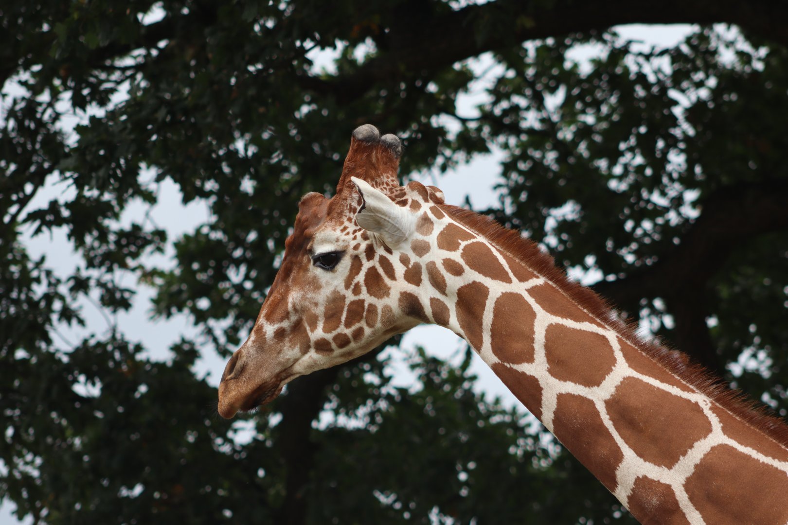 Reticulated giraffe - 10 September 2021