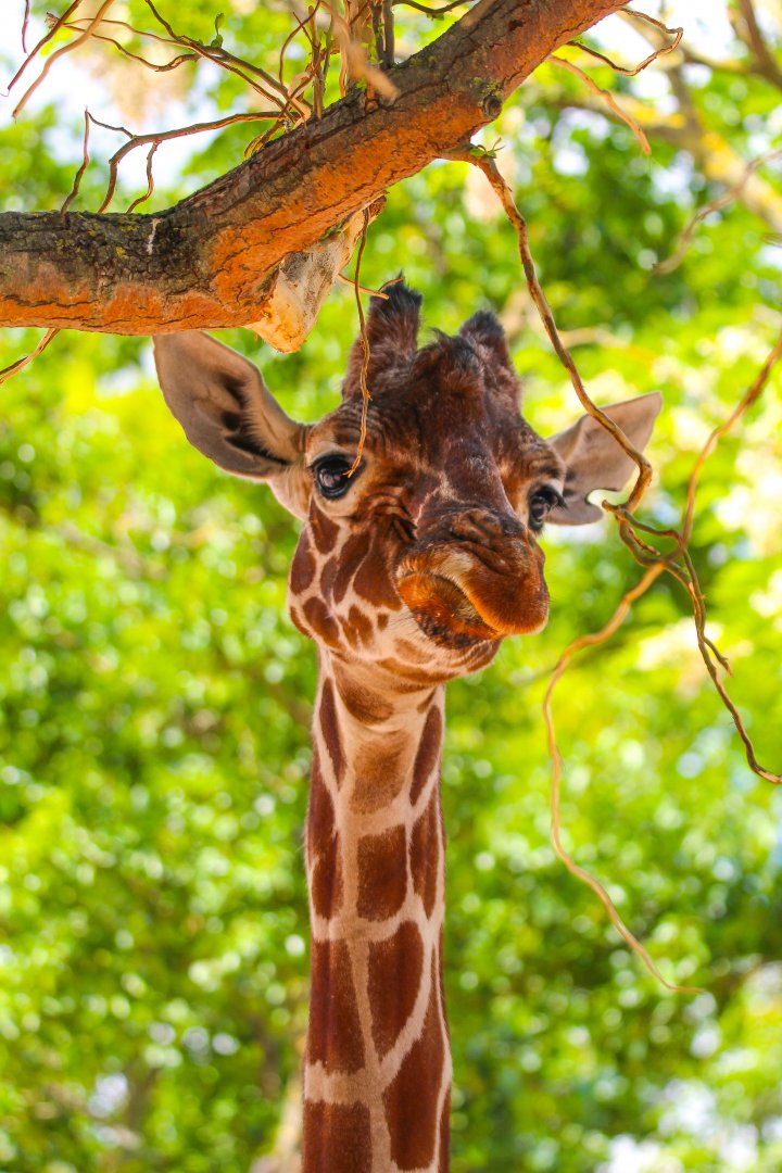 Reticulated Giraffe- 12th May 2025